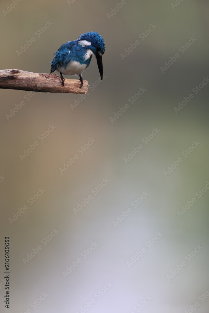 Obraz premium The cerulean kingfisher (Alcedo coerulescens) is a kingfisher in the subfamily Alcedininae which is native to parts of Indonesia.
