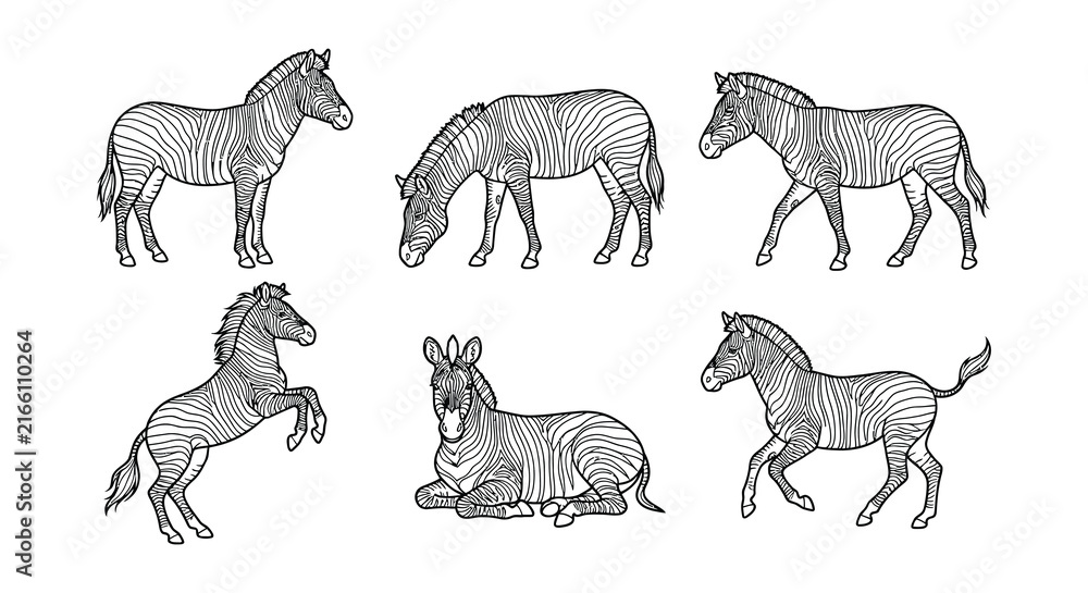 Fototapeta premium Collection of zebra illustrations in a black and white vector style