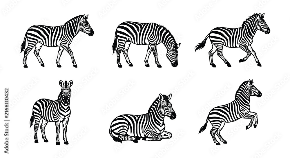 Fototapeta premium Collection of zebra illustrations in a black and white vector style
