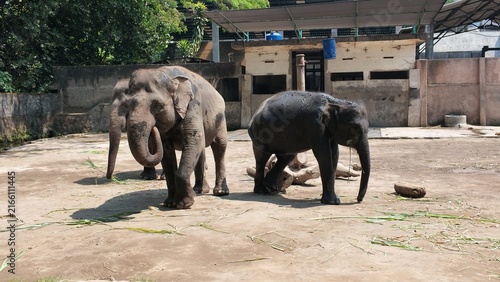 Photography Two elephants in sunny enclosure.