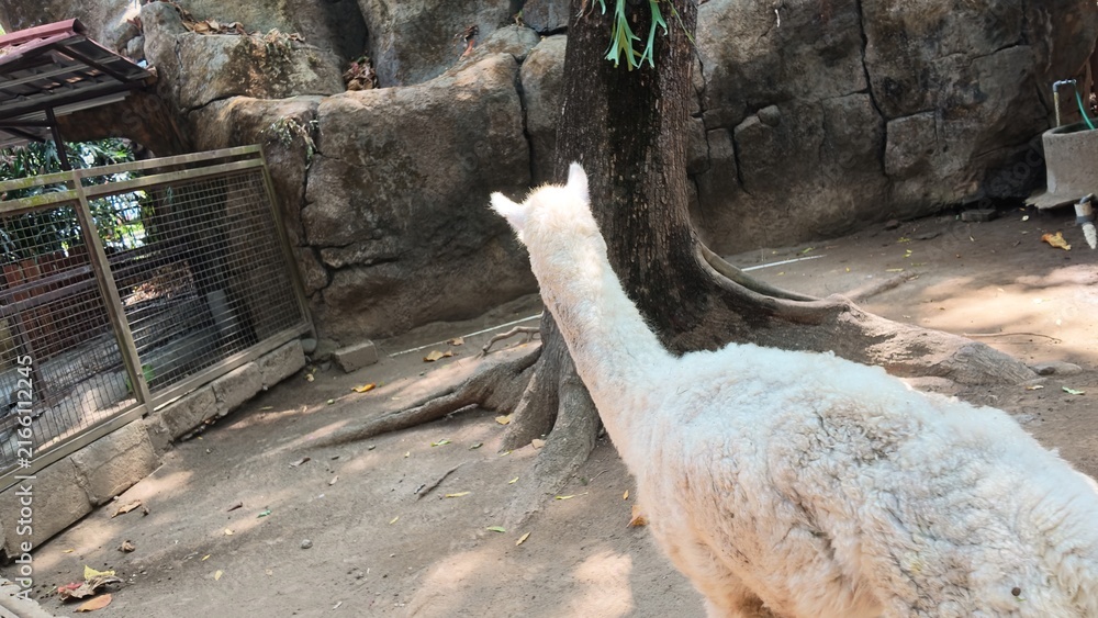 Naklejka premium White Alpaca in Zoo Enclosure.