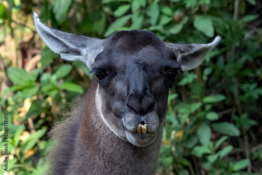 Naklejka premium a close-up portrait of a llama showing its prominent lower teeth