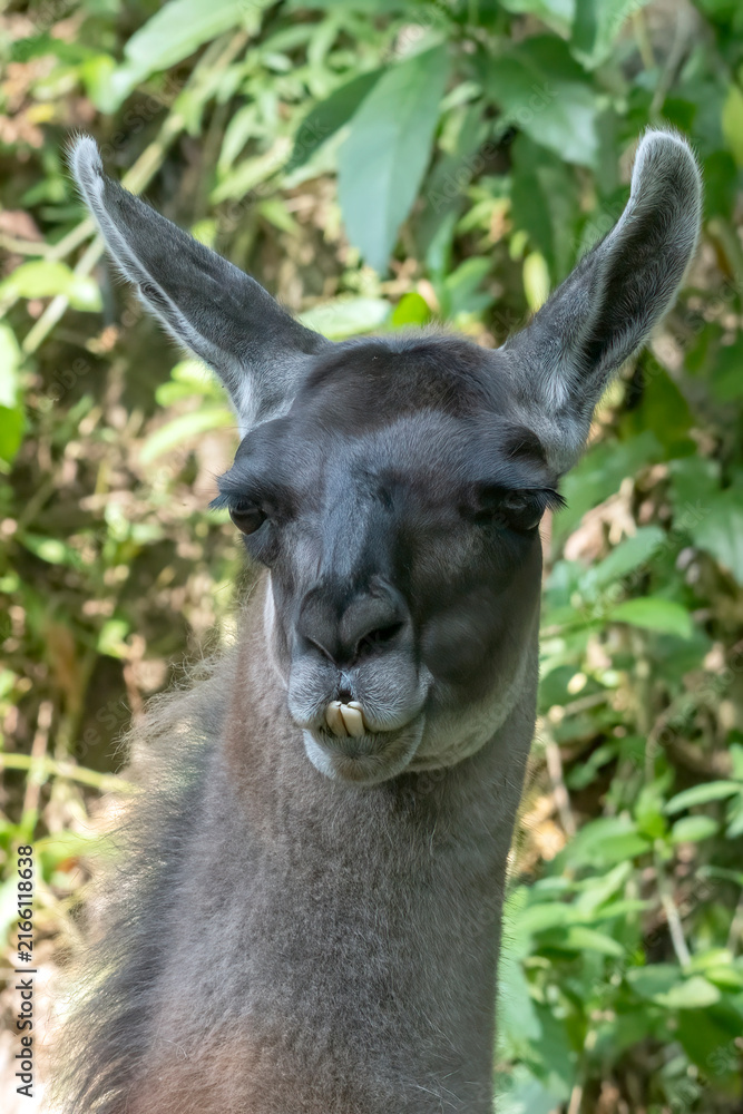 Naklejka premium a close-up portrait of a llama showing its prominent lower teeth
