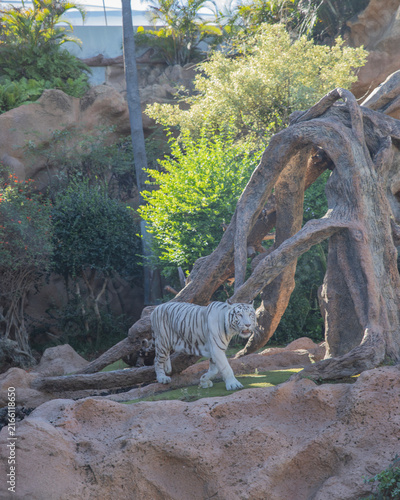 tiger