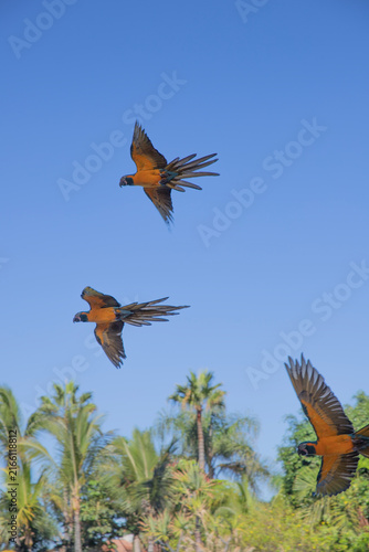 flying parrots