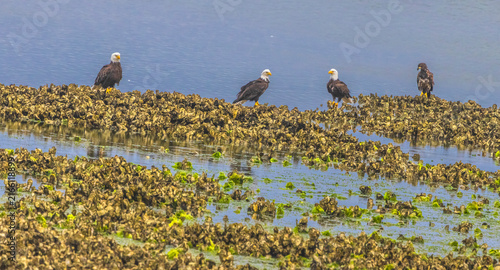 Three Mature Eagles and One Juvenile at Seabeck WA 002