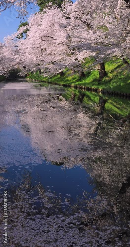 弘前公園の桜と花筏