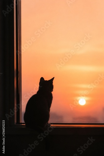 Cat Silhouette Sunset