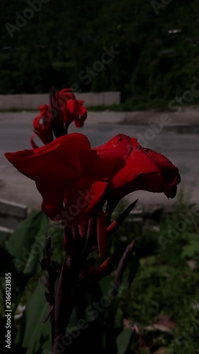 Orange Canna Lily Flower Blooming in Nature, Vertical Floral Background for Reels, Shorts, Stories, Meditation and Aesthetic Videos