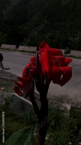 Orange Canna Lily Flower Blooming in Nature, Vertical Floral Background for Reels, Shorts, Stories, Meditation and Aesthetic Videos