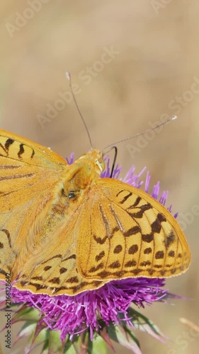 Orange fritillary butterfly perching on a blooming thistle blossom before taking flight in vertical orientation.
