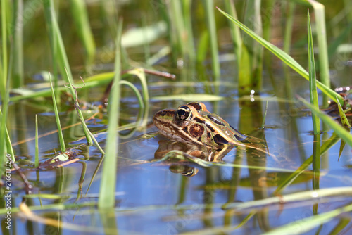 Canvas Print Northern Leopard Frog peeks out of the water in northern Illinois