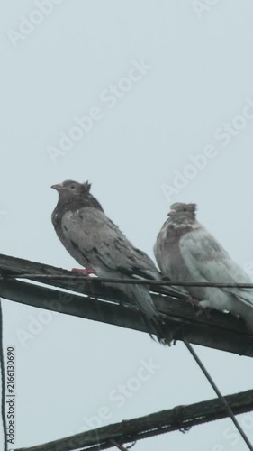 Pair of fancy domestic doves perching on a wooden homemade antenna in rainy weather.