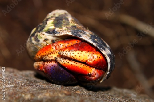 Cuadro en lienzo Hermit Crab on St Kitts