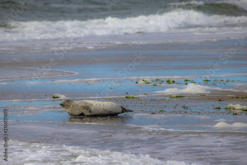 A picturesque and serene scene of a light gray seal lounging on the warm beach with gentle waves in the background