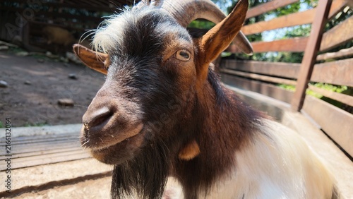Smiling goat in wooden pen.