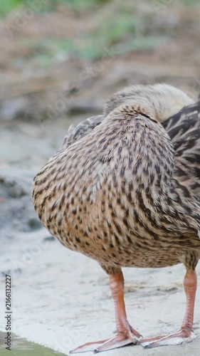 Vertical footage of a wild female duck grooming on a sandy beach and walking off screen.