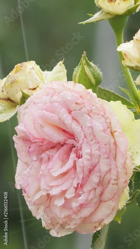 Vertical footage of a blooming pink rose bush getting washed by summer rain outdoors.
