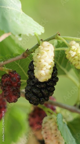 Vertical macro shot of ripe black and unripe white mulberries growing on a leafy tree branch.