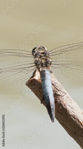 Vertical macro shot of a blue dragonfly perching on a wooden stick above a flowing river.