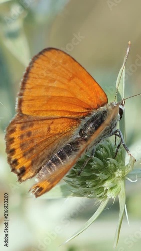 Vertical macro video of a bright copper butterfly resting on a prickly wild plant in bright sunlight.