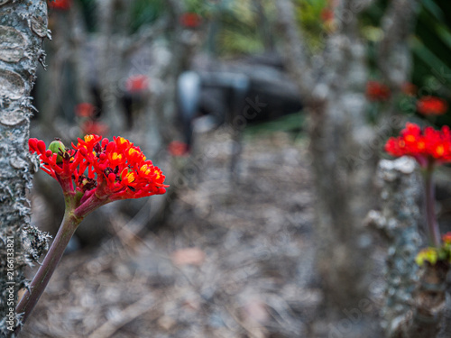 BRISBANE, AUSTRALIA - SEPTEMBER 27, 2012: Bright red flowers of Jatropha podagrica, or Buddha belly plant, at Brisbane Botanic Gardens Mt Coot-tha
