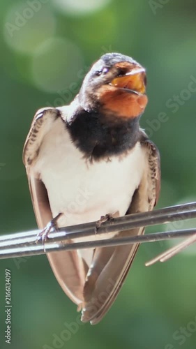 Vertical macro video of a juvenile barn swallow perching on a wire and tweeting with open beak.