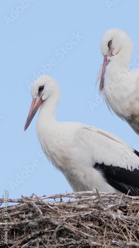 Vertical medium shot of two white storks standing together in a large twig nest against a clear blue sky.