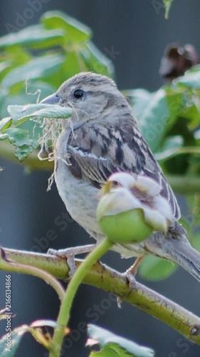 Vertical portrait of a wild sparrow sitting on a leafy twig with dry grass in its beak.

