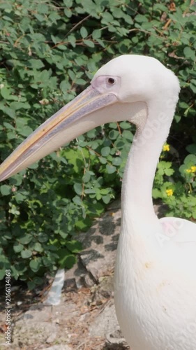 Vertical portrait video of a white pelican turning its head against lush green foliage background.