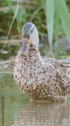 Vertical shot of a wild brown duck preening and washing in a natural lake environment.