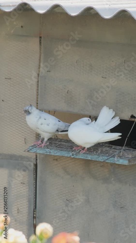 Vertical video of two white pigeons enjoying sunny weather at the entrance of their wooden birdhouse.