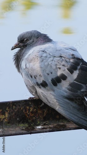 Vertical shot of a sleepy domestic pigeon sitting on a metal structure above a pond.