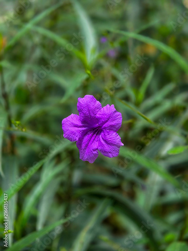 Focus shot of a single vibrant trumpet-shaped purple flower (Mexican Petunia) surrounded by soft background of slender green lance-shaped leaves.