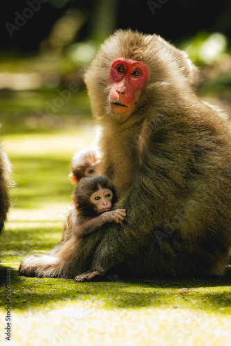 Photography Wild Yakushima Macaque Mother Holding Her Infant on Moss