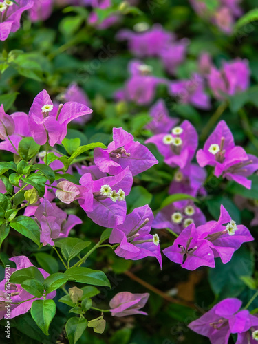 Konstfotografi Selective focus of a cluster of Bougainvillea flowers, featuring purple-pink bracts and small white tubular flowers nestled in the center
