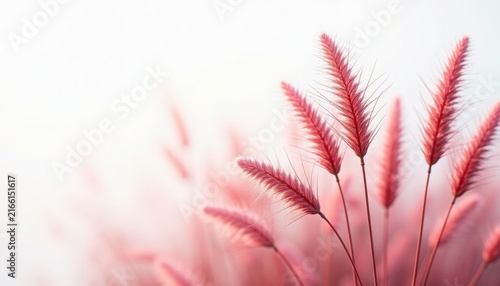 pink grass close-up with soft bokeh, feathery foxtail plumes and delicate stems, pastel minimal composition highlighting texture and negative space, pink grass ideal for wellness branding, editorial,