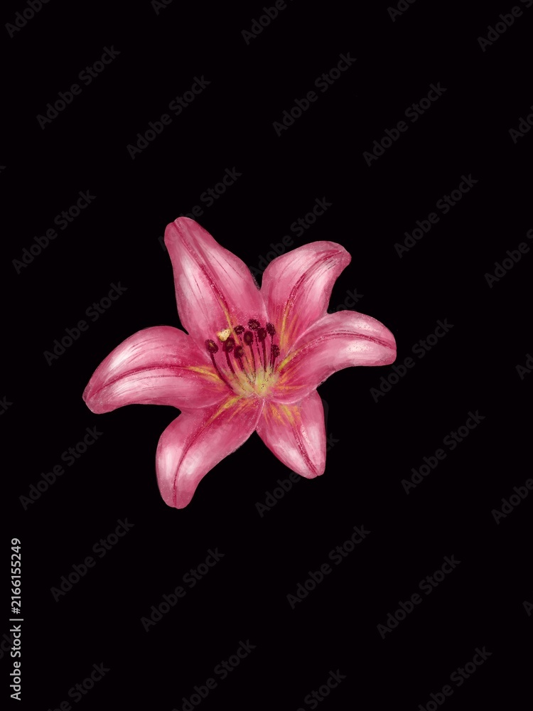 Fototapeta premium Pink lily flower isolated on black background, digital painting illustration of a blooming lily botanical element