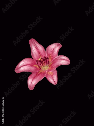 Pink lily flower isolated on black background, digital painting illustration of a blooming lily botanical element