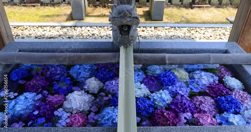 香川県にある粟井神社のあじさい浮かぶ手水舎

