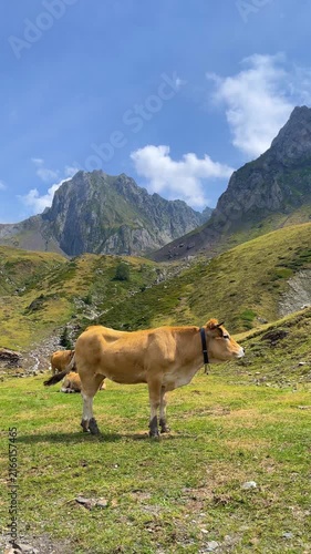 Cow Grazing in Green Mountain Pasture with Bell, Alpine Farming and Rural Life Concept, vertical footage