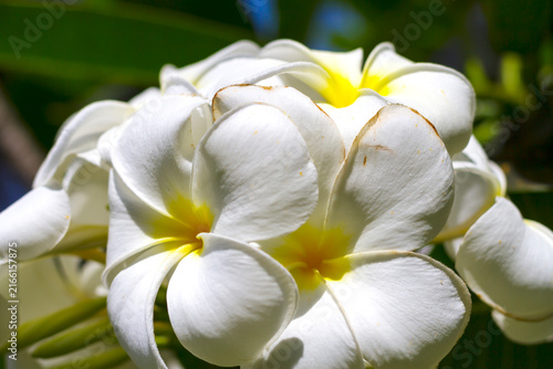 Wthie frangipani flower or Kamboja merah