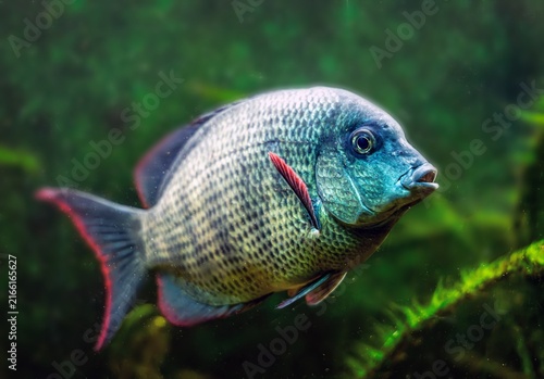 Fotografie Macro photograph of an iridescent cichlid.