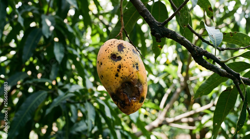 Diseased mango fruit hanging on a tree branch with fungal infection and rot damage