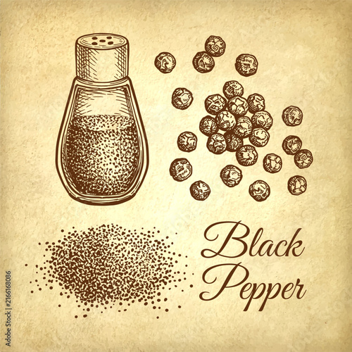 Pepper shaker, black peppercorns and ground spice. Ink sketch on old paper background. Hand-drawn vintage engraving illustration.