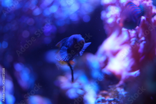 Photography Beautiful Marine Fish Underwater Photography Captivating Scene