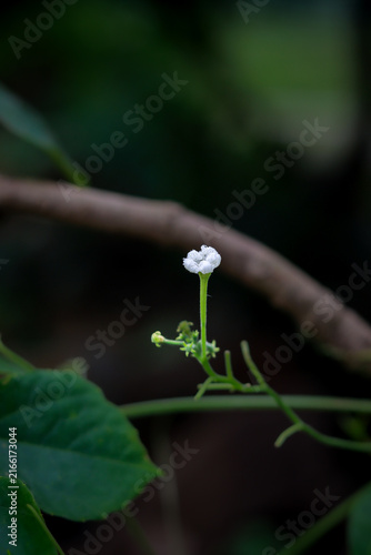 Fotografie green praying mantis