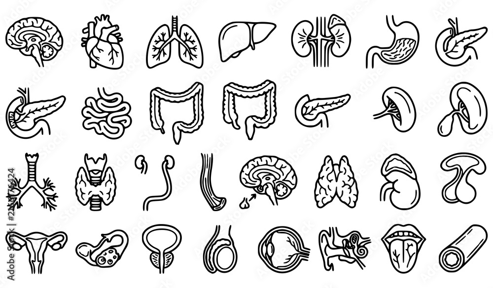 Obraz premium Internal Human Organ Pictograms, Minimal Medical Viscera Outline Vector Set