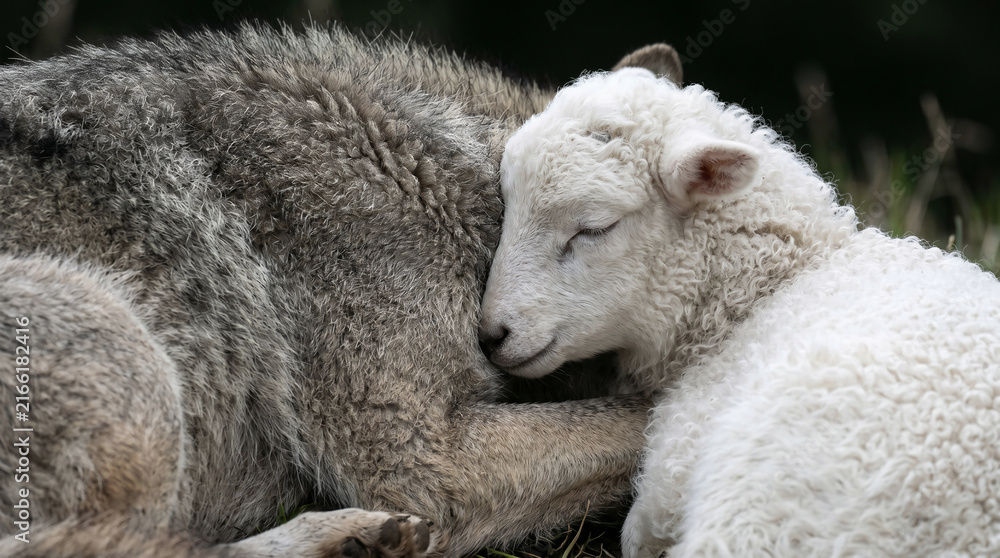 Obraz premium Isaiah's prophecy of absolute peace: The fierce wolf living peacefully side-by-side with the gentle lamb in a perfect meadow