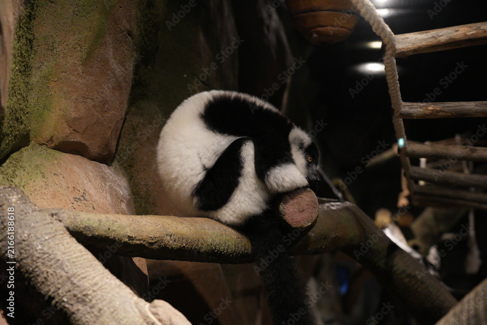 Naklejka premium Black and White Ruffed Lemur Resting on a Branch